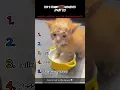 Download Lagu top 5 funny cat moments!!!😂😂😂