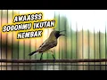Download Lagu SOGON NGRIWIK GACOR NEMBAK PANCINGAN EMOSI‼️HANYA 1 MENIT‼️AMPUH BIKIN EMOSI