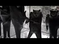 Download Lagu Hanging bats filmed upside-down look like a Goth nightclub
