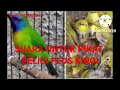 Download Lagu suara untuk pikat pelici plus kinoi mp3