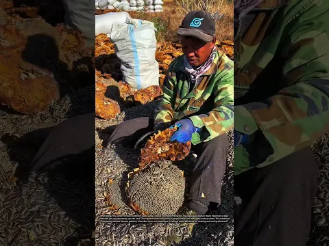Thousands of Sunflower Seeds Removed in Seconds! 🌻 #shorts