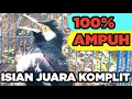 Lagu Burung Jalak Suren Di Alam Liar Gacor Full Isian Tembakan Mewah Tengkek Buto