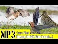 Download Lagu MP3. Suara Pikat Burung Berkik Atau Burcet. Terbukti