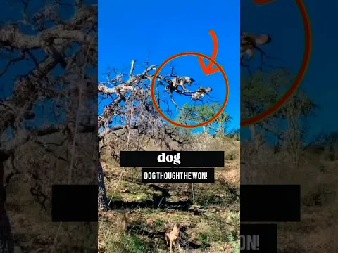 ββDog Thought He Was A Hunter! π #shorts #usa #unblivable #dog #fox #wildanimals