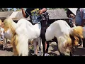 Download Lagu 800 ribu !! Ajorr Babon Hamil Melimpah Harga Murah Meriah !! Pasar Kambing Kerek 