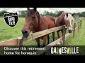 Take a trip to the Retirement Farm For Horses in Alachua Florida