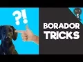 Borador Tricks - Teach Your Borador these 4 SIMPLE Tricks