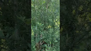 Https Www Instagram Com Shirzad House Igsh MWlmYTFicDJ0NjI2dw 