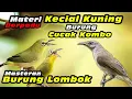 Download Lagu Masteran Kecial Kuning Paduan Burung Kecial Kombo #kecialkuninggacor #kecialkombok #kecialngejos