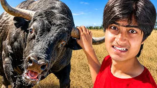 I Got Attacked by a Bull For Wearing RED