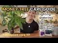 Download Lagu How To Care For Money Tree Plant - Watering, Light, Soil, Repotting \u0026 Fertilize -Houseplant Care 101