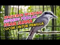 Download Lagu DUET TEMBAKAN MASTER JINGJING PETULAK VS PIJANTUNG PISANG