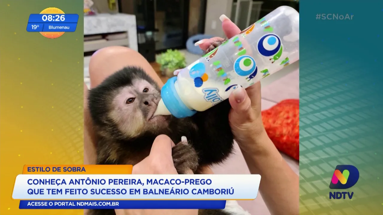 Conheça Antônio Pereira, macaco-prego que tem feito sucesso em Balneário Camboriú