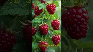 ما تيسر من سورة ص بصوت الشيخ محمد صديق المنشاوي القرآن السنة النبوية محمد صديق المنشاوي 