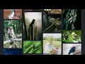 Responsive Image Gallery Using Bootstrap 5