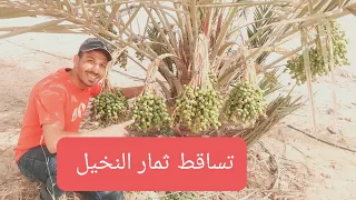 أسباب تساقط ثمار النخيل 