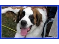 St Bernard and Siberian Husky Playing in Snow