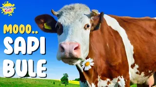 suara sapi moo moo sapi lucu