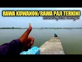 Download Lagu INFO TERBARU❗SPOT MANCING IKAN NILA LIAR RAWA KUWANON ATAU RAWA PAJI PUCUK LAMONGAN
