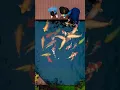 Download Lagu Feeding Fish can be So Peaceful 💆🏻‍♂️😍 #koi #fish #garden #japan