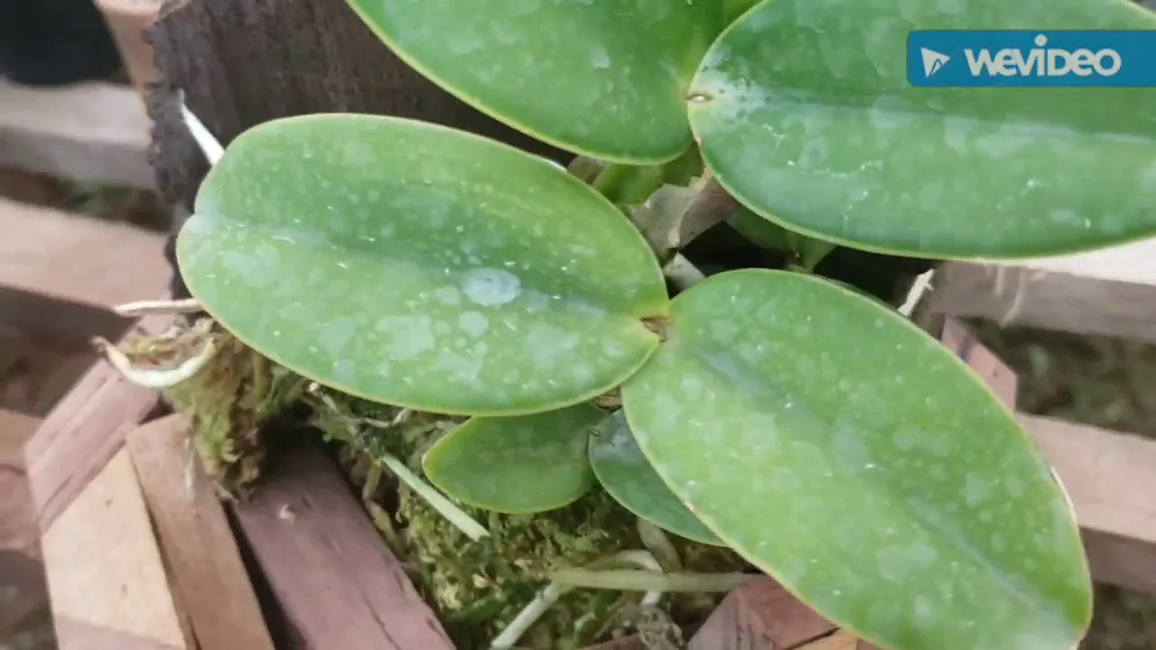 DICAS DE CULTIVO DE ORQUÍDEAS 407