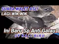 SP KALI BIRU. suara walet asli lagi wik wik, ini baru sp anti galau