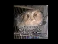 Download Lagu suara pikat burung hantu celepuk kejepit paling ampuh bikin burung celepuk datang