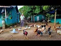 Download Lagu Mesmo aos 64 anos Ele acorda cedo pra Cuidar das Galinhas, dos Porcos, das Vacas e das  Plantações!