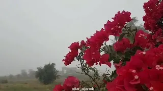 صباح الصباح فتح يا عليم 