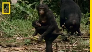 Bonobo The Female Alpha National Geographic 