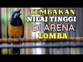 Download Lagu 🔴TEMBAKAN PALING BRUTAL DI GANTANGAN || WOW,,, cucak cungkok super gacor ngamuk
