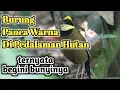 Download Lagu burung panca warna gacor di alam liar