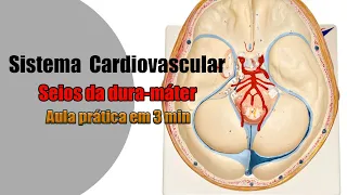 Quais são os Seios da Dura-máter (Veias da Dura-máter)? [4K] - Anatomia Humana