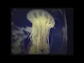 "Got it Bad" by Leisure Mini music video