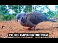 Download Lagu 100% LANGSUNG NYAUT - Suara Burung Tekukur Gacor Memaksa Tekukur Lain Untuk Datang