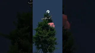 الشيخ سيد سعيد   سورة الأحزاب دندنها