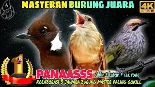masteran cililin jernih bs kapas tembak cucak rowo gacor masteran burung
