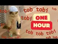 Download Lagu tob tobi tob tob tobi tob 📿 [ 1 Hour ]