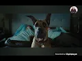 Marmaduke 2010 - Marmaduke farts in his owner s bed ending scene