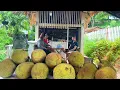 Download Lagu Visiting sister-in-law NHAT who just got discharged from the hospital - Harvest snails for sale