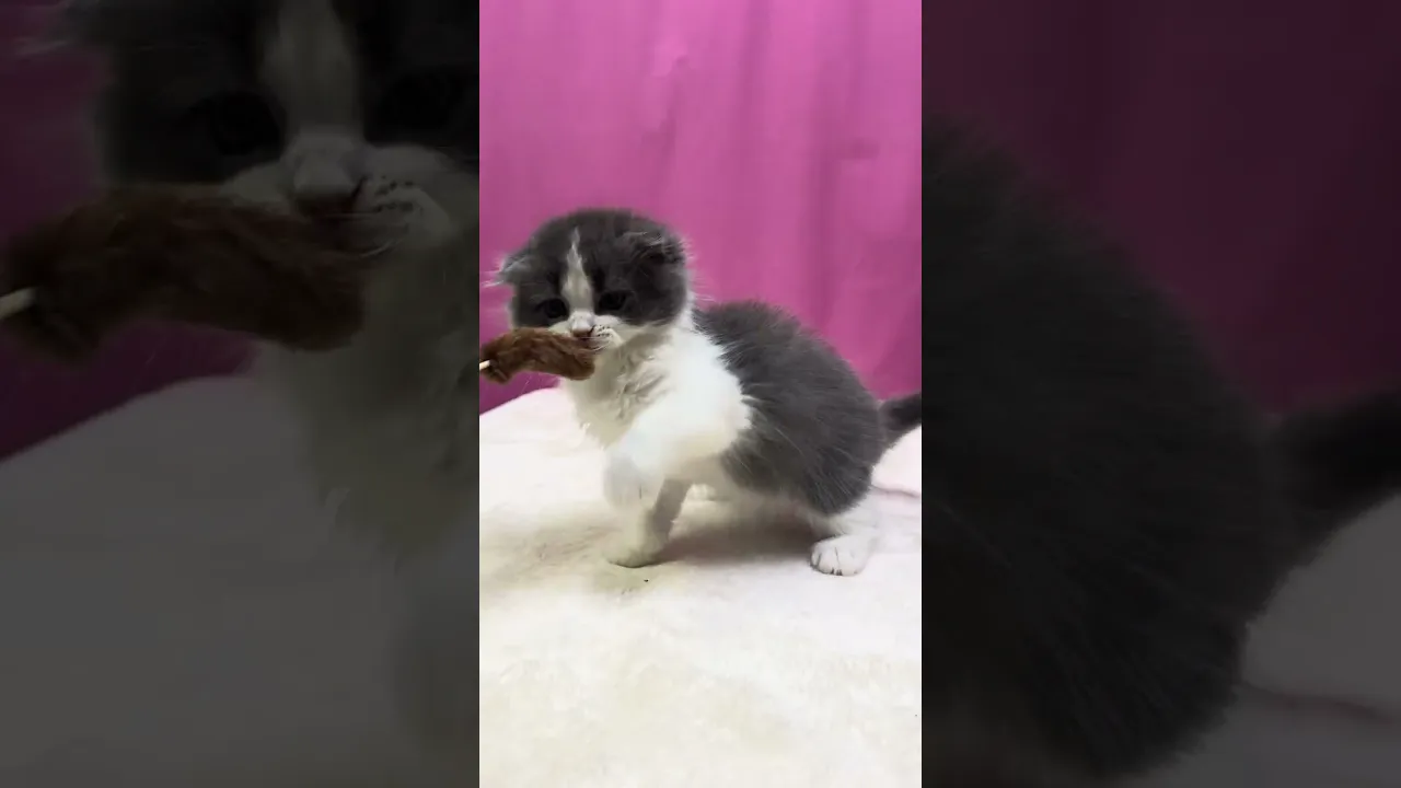 動画