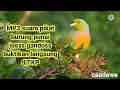 Download Lagu Suara pikat burung punai gacor,cocok banget untuk para pemikat/pemburu