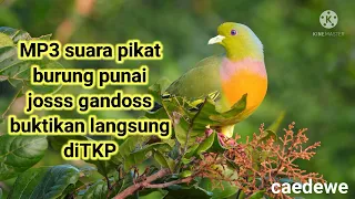 Download Suara pikat burung punai gacor,cocok banget untuk para pemikat/pemburu MP3