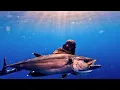 Download Lagu BERBURU IKAN TUNA MONSTER