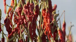 Machines power chili pepper harvest in China's Xinjiang