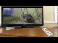 Happy Groundhog Day
