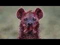 Download Lagu 15 Tragic Moments! The Most Cruel Hyena Ever Shows No Mercy