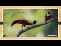 Download Lagu Kumpulan GIF LUCU TERBARU