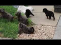Mini Poodle Puppies For Sale