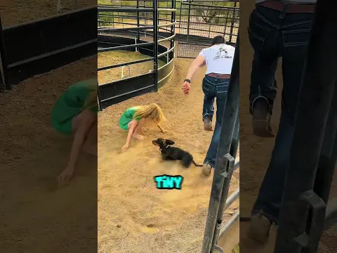 This DOG Beat The Moving Gate 😄